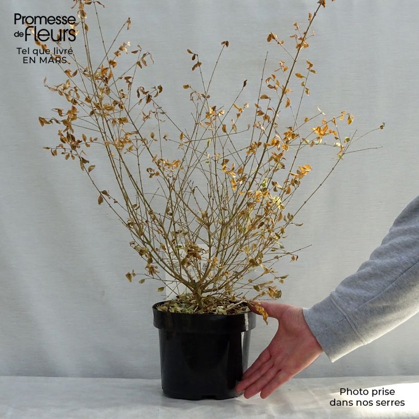 Spécimen de Ligustrum ibota Musli - Troène Pot de 3L/4L tel que livré au printemps