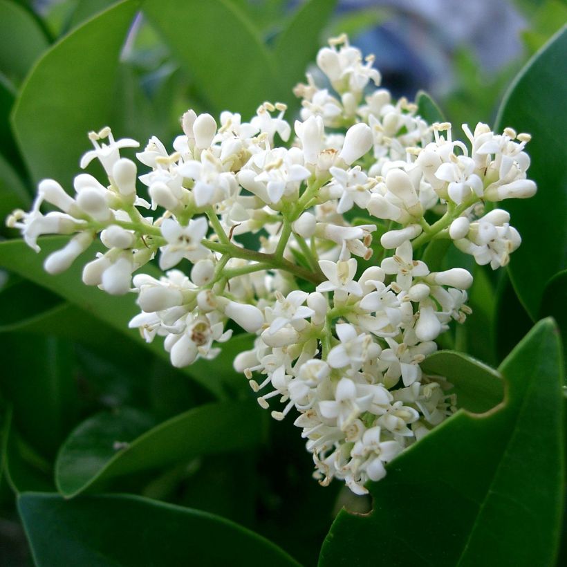 Troène du Japon - Ligustrum japonicum (Floraison)