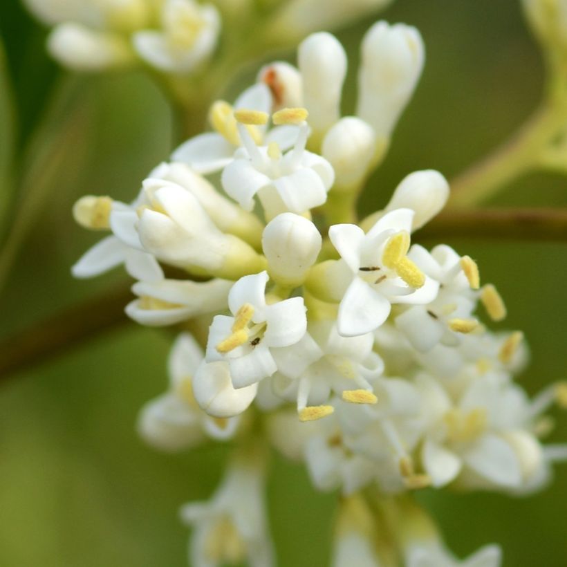 Ligustrum japonicum Coriaceum - Troène du Japon (Floraison)