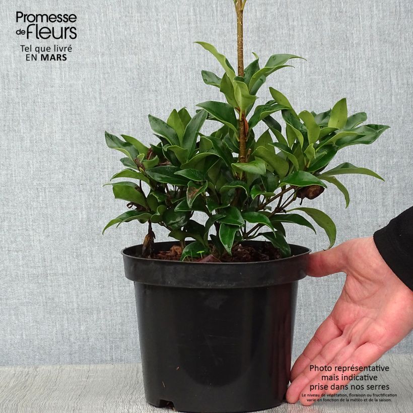 Spécimen de Ligustrum japonicum Green Century - Troène du Japon tel que livré en hiver