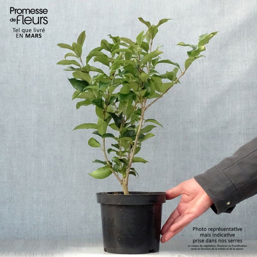 Spécimen de Ligustrum japonicum Green Century - Troène du Japon tel que livré au printemps