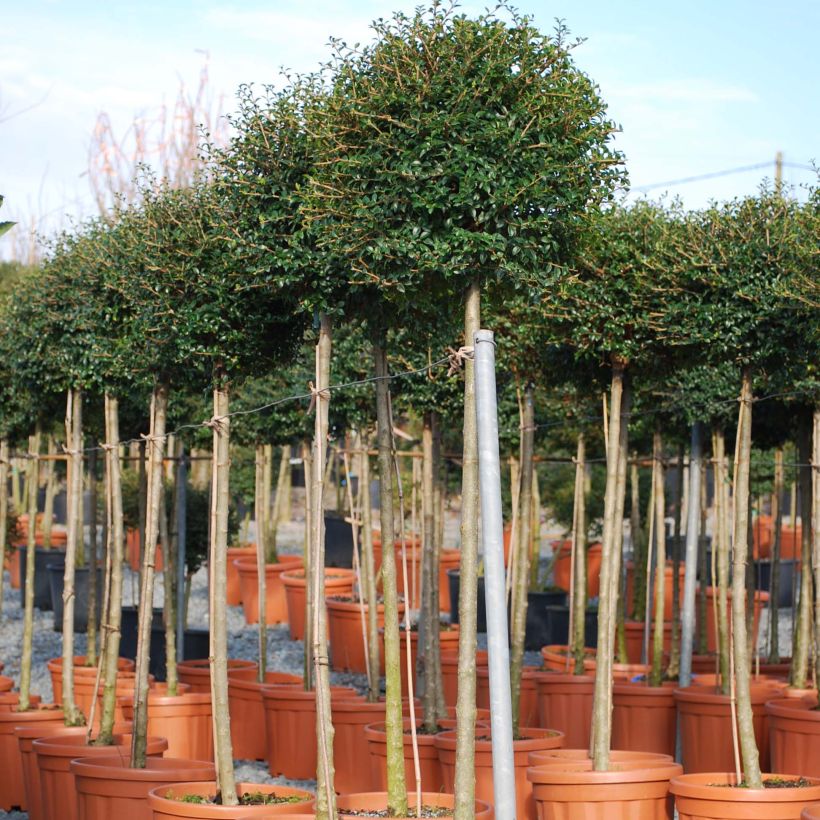 Ligustrum jonandrum (ionandrum) - Troène du Yunnan (Port)