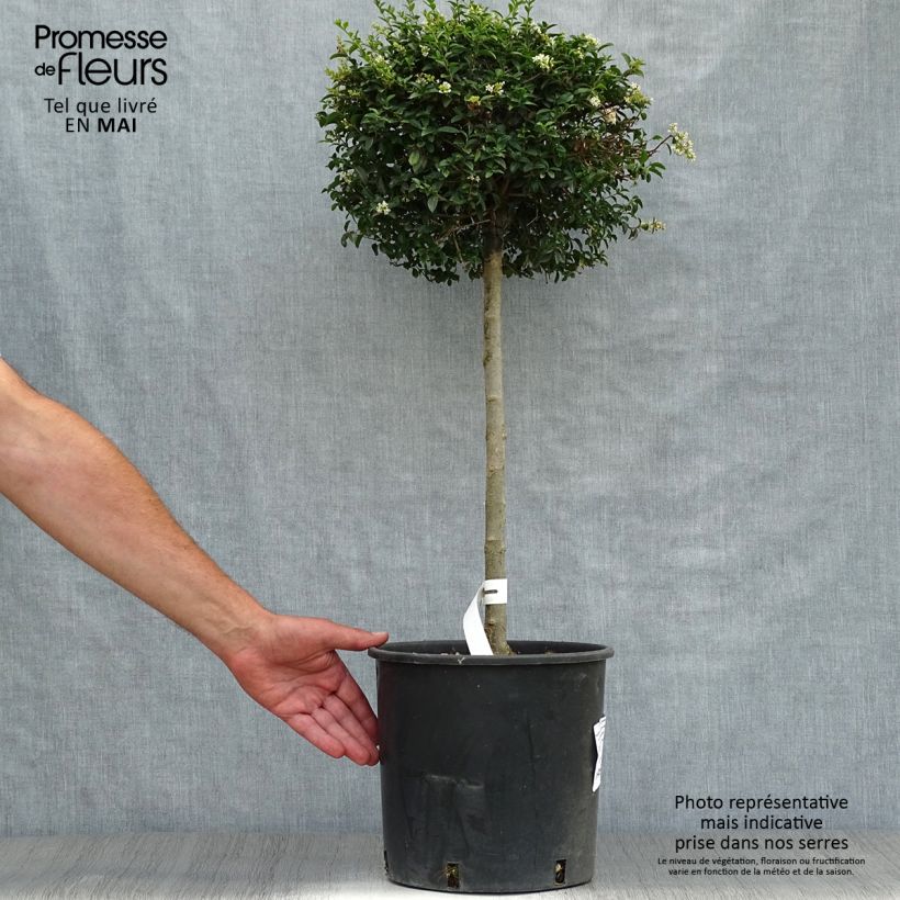 Spécimen de Ligustrum jonandrum (ionandrum) - Troène du Yunnan 1/4 tige Boule 30 cm Pot 12L/15L tel que livré au printemps