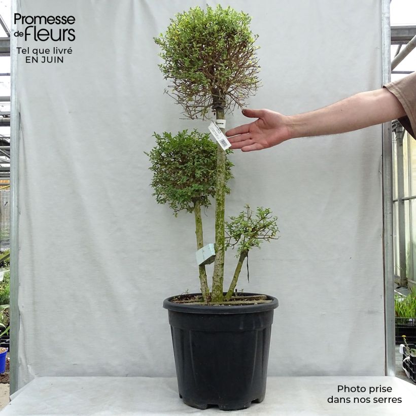 Spécimen de Ligustrum jonandrum (ionandrum) - Troène du Yunnan 3 Boules Atomium pot 10L tel que livré en été