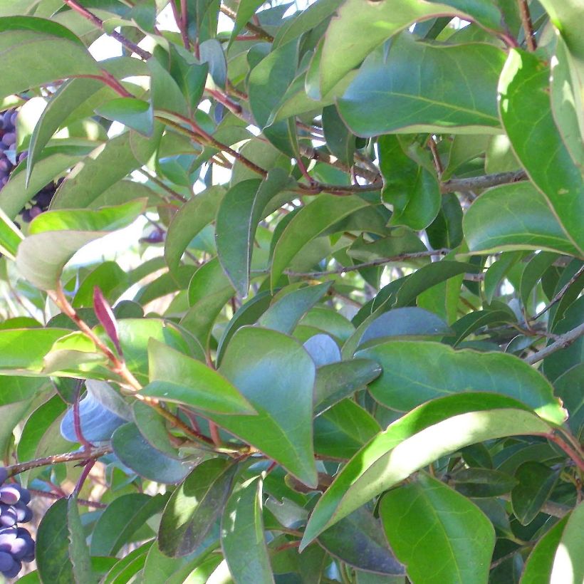 Troène de Chine - Ligustrum lucidum (Feuillage)