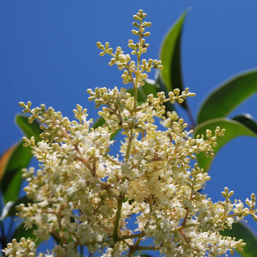 Troène de Chine - Ligustrum lucidum (Floraison)