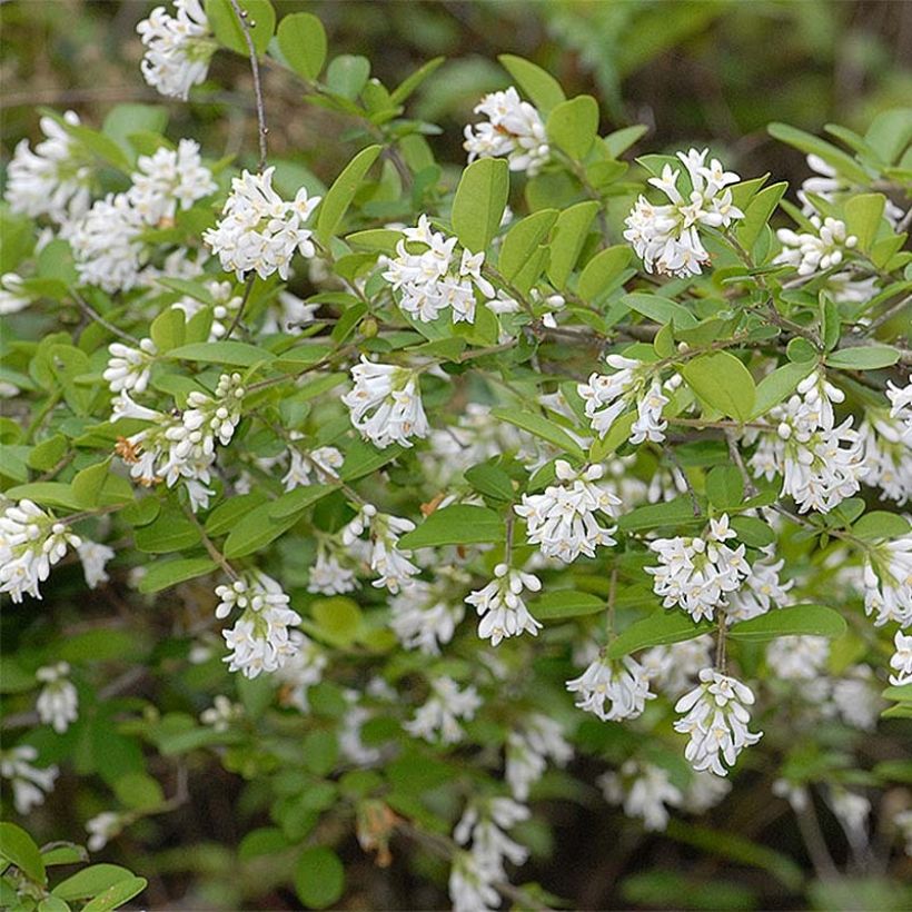 Troène - Ligustrum obtusifolium Ilvomassi  (Floraison)