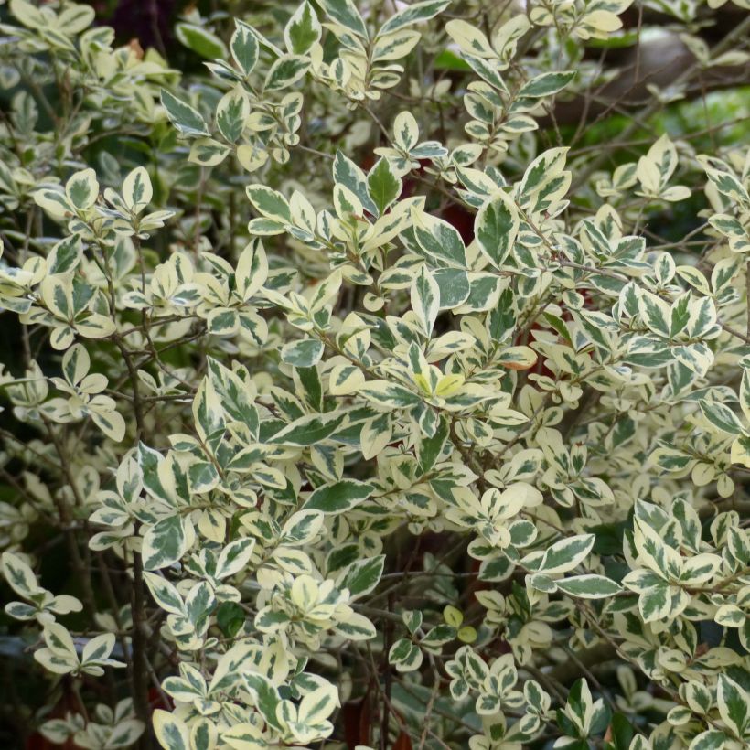 Troène de Californie Argenteum - Ligustrum ovalifolium (Feuillage)