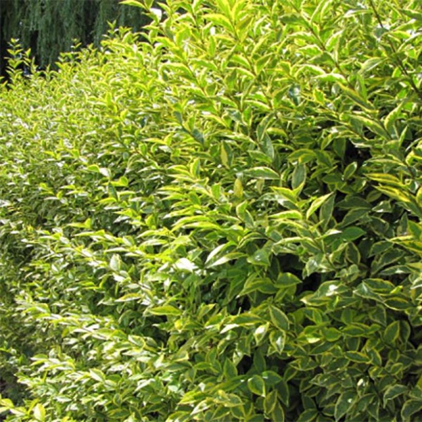 Troène doré  - Ligustrum ovalifolium Aureum (Feuillage)