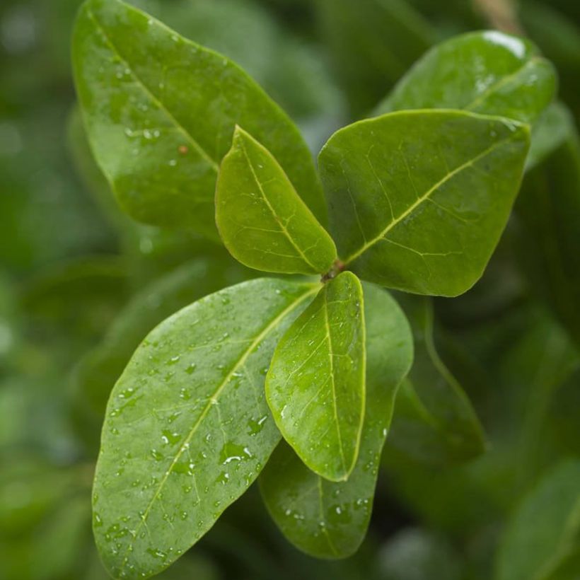 Troène de Californie - Ligustrum ovalifolium Green Diamond (Feuillage)