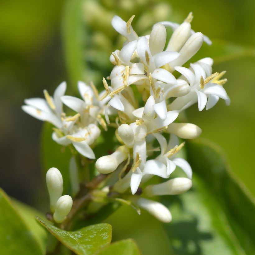 Troène de Californie - Ligustrum ovalifolium Green Diamond (Floraison)