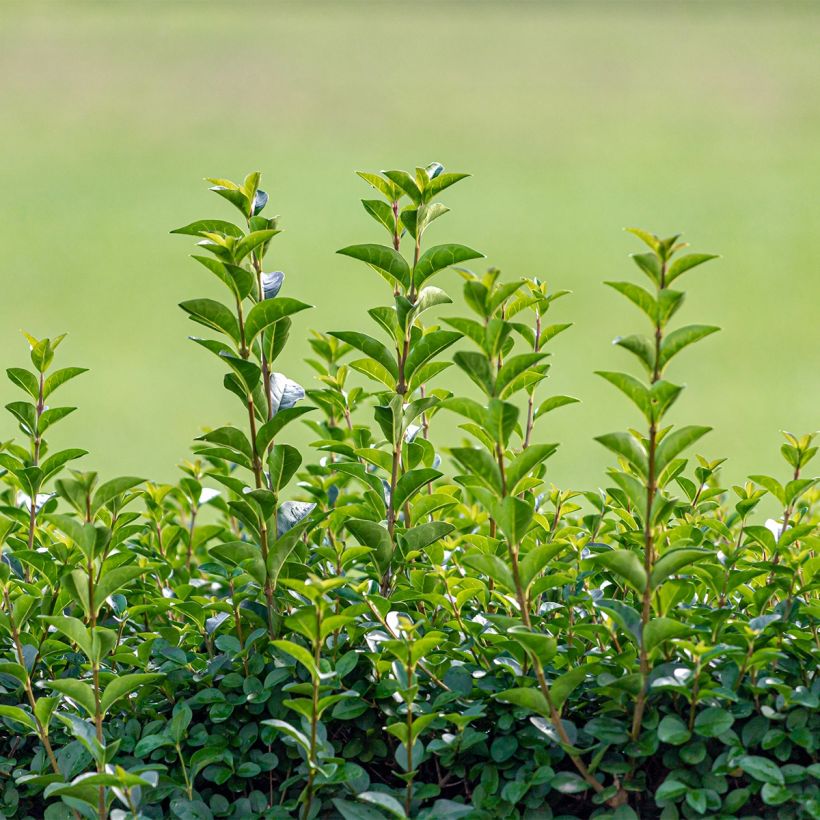 Troène de Californie - Ligustrum ovalifolium Green Diamond (Port)