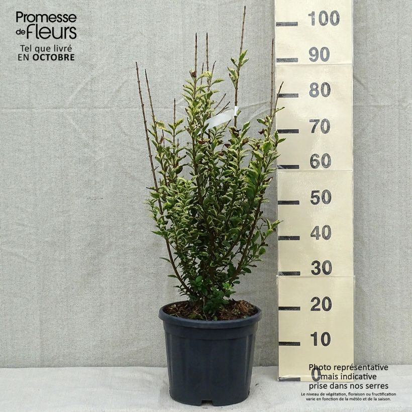 Spécimen de Troène doré  - Ligustrum ovalifolium Aureum Pot de 7,5L/10L tel que livré en automne