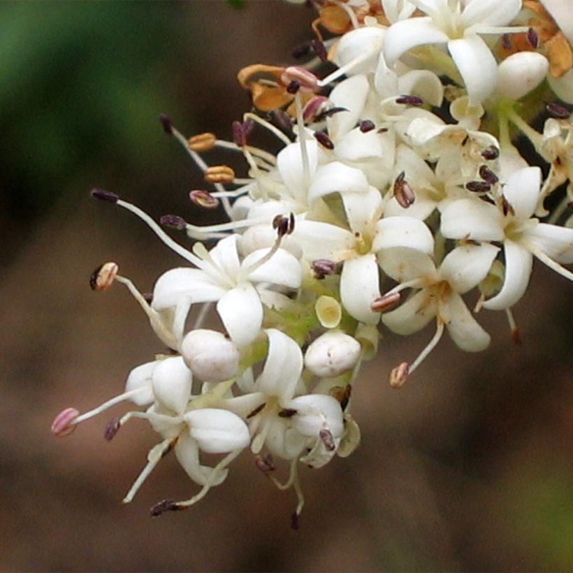 Troène de Chine - Ligustrum sinense Eugene Clive (Floraison)