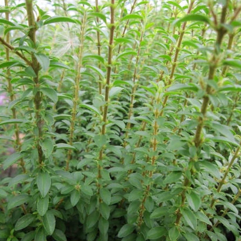 Troène de Chine - Ligustrum sinense Eugene Clive (Feuillage)