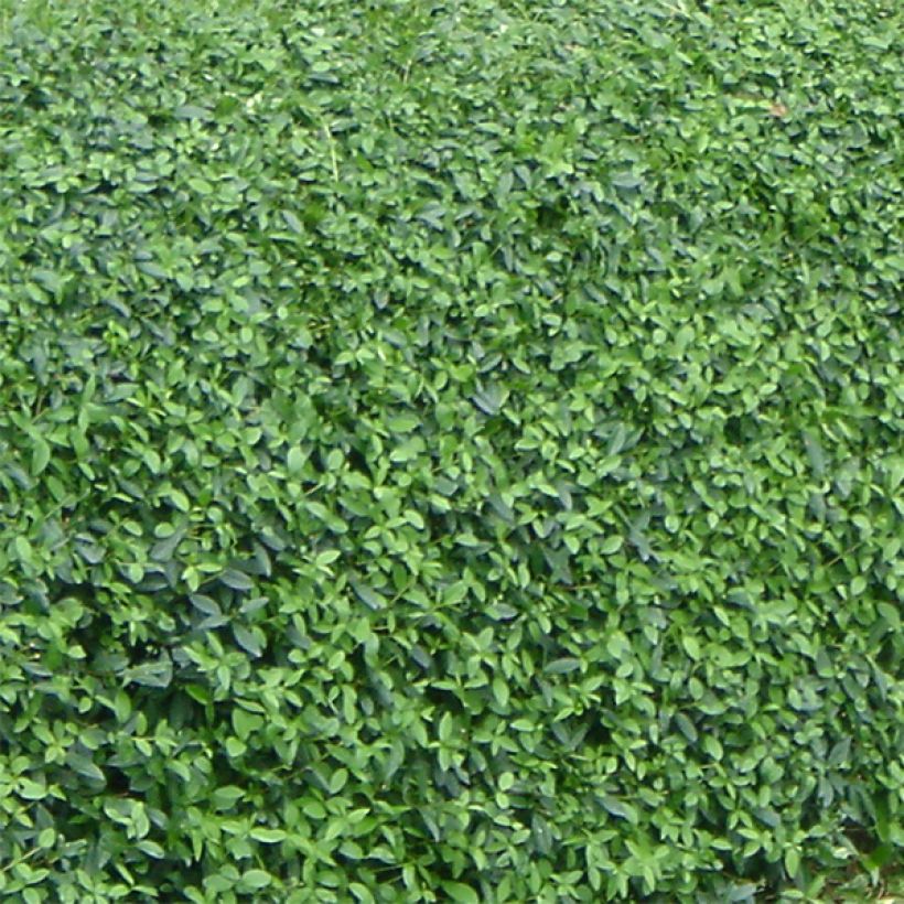 Troène commun - Ligustrum vulgare Lodense (Feuillage)