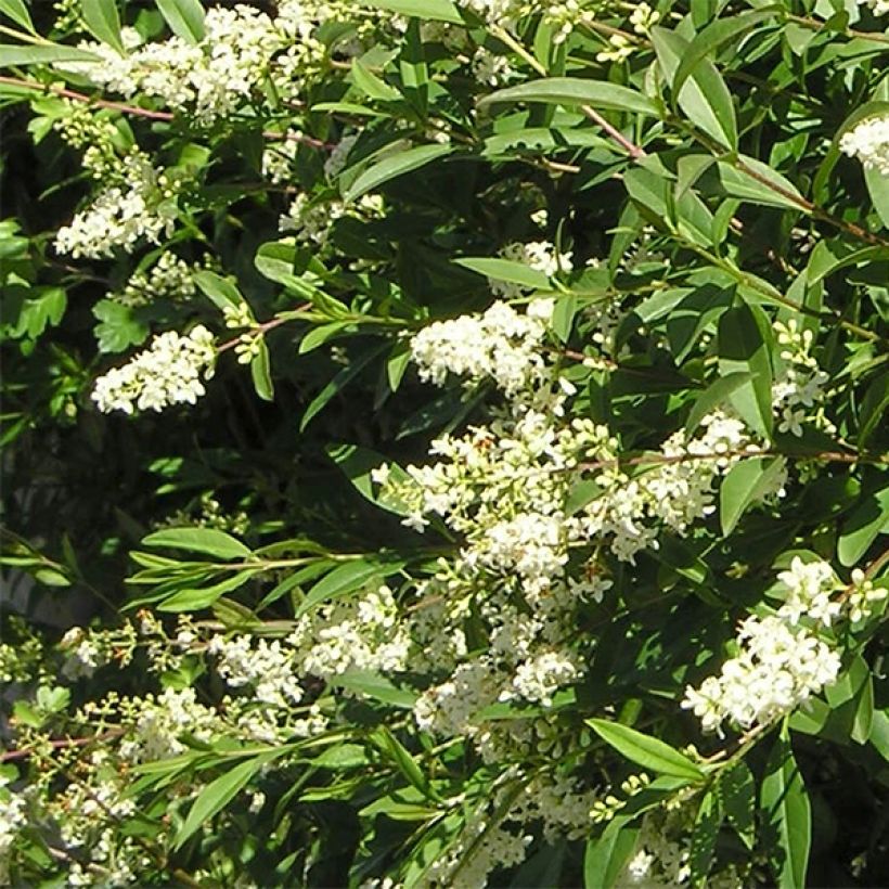 Troène commun - Ligustrum vulgare Lodense (Floraison)
