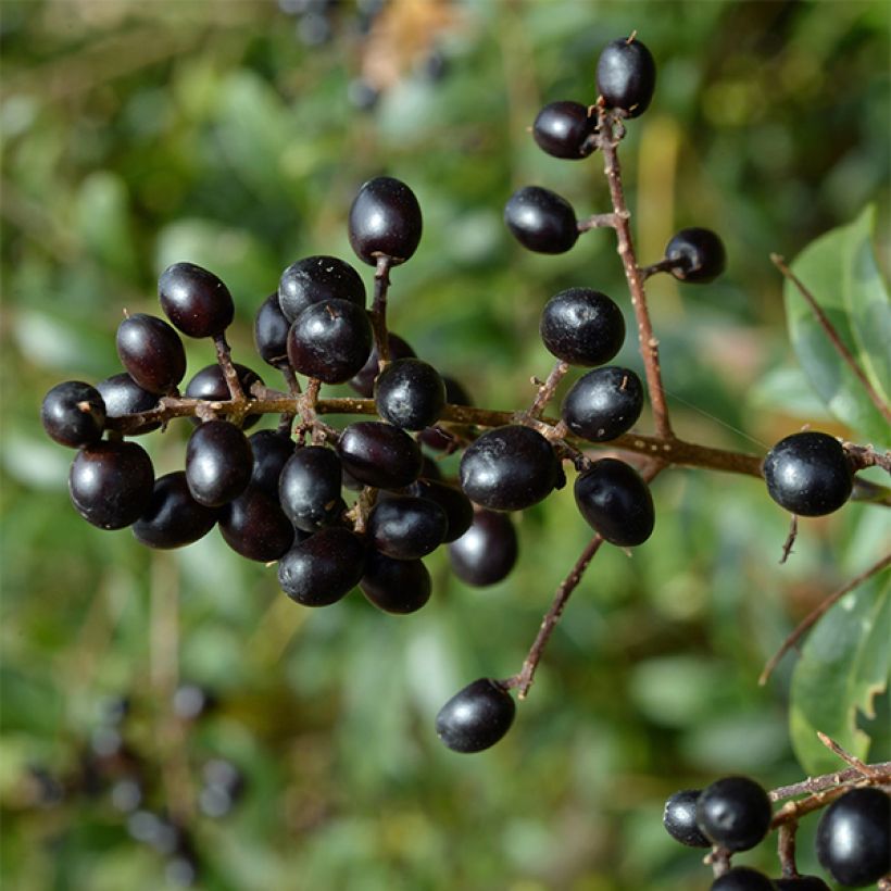 Troène commun - Ligustrum vulgare Lodense (Récolte)