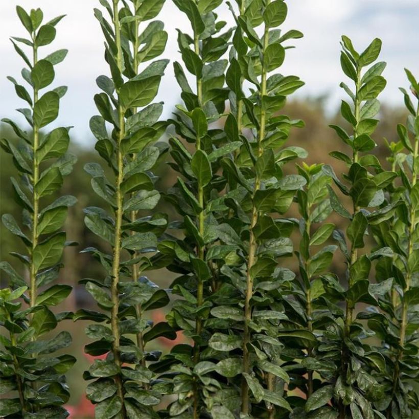 Ligustrum vulgare Straight Talk - Troène commun (Feuillage)