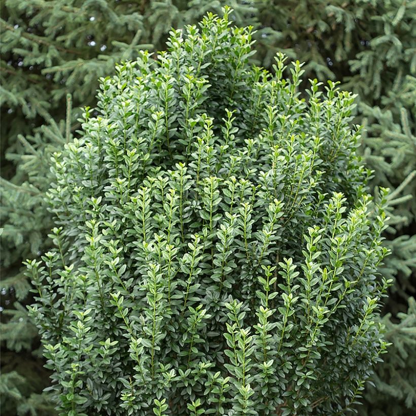 Ligustrum vulgare Straight Talk - Troène commun (Port)