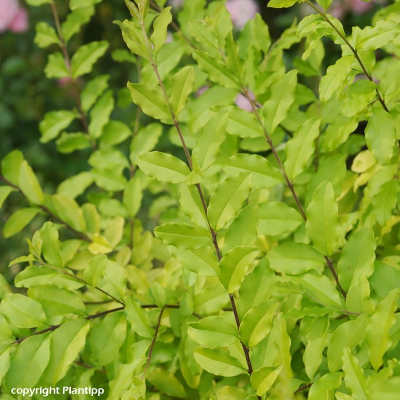 Troène de Chine - Ligustrum sinense Sunshine (Feuillage)