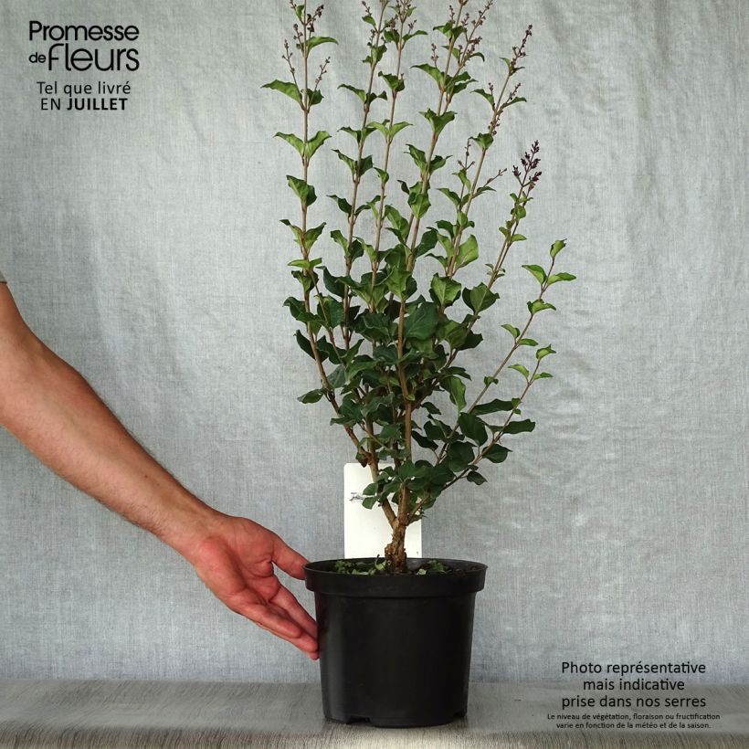 Spécimen de Lilas Bloomerang Dark Purple - Syringa nain hybride remontant Pot de 3L/4L tel que livré en été