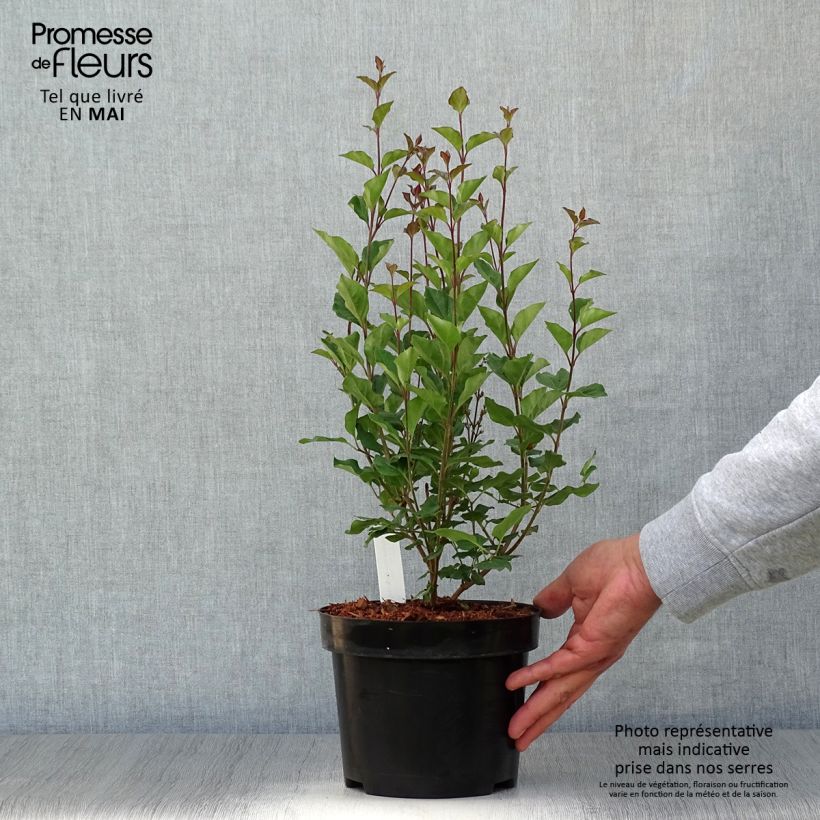 Spécimen de Lilas Bloomerang Dark Purple - Syringa nain hybride remontant Pot de 3L/4L tel que livré au printemps