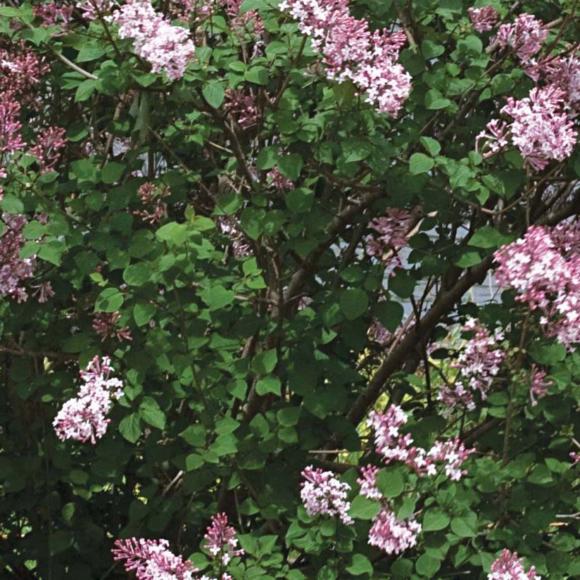 Lilas Bloomerang Pink Perfume - Syringa nain hybride remontant (Feuillage)