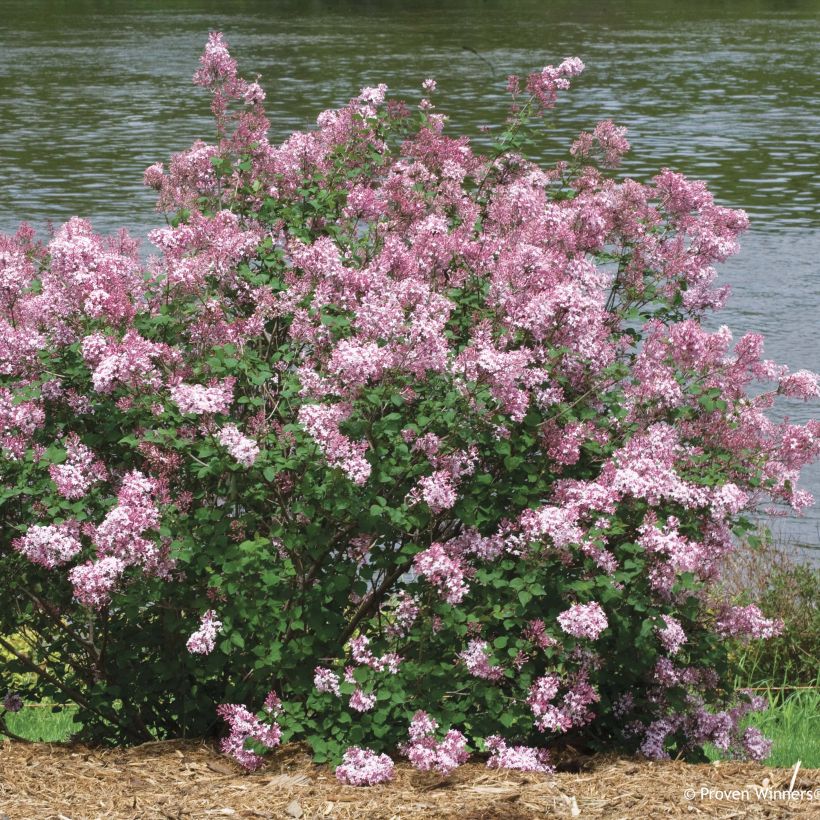 Lilas Bloomerang Pink Perfume - Syringa nain hybride remontant (Port)