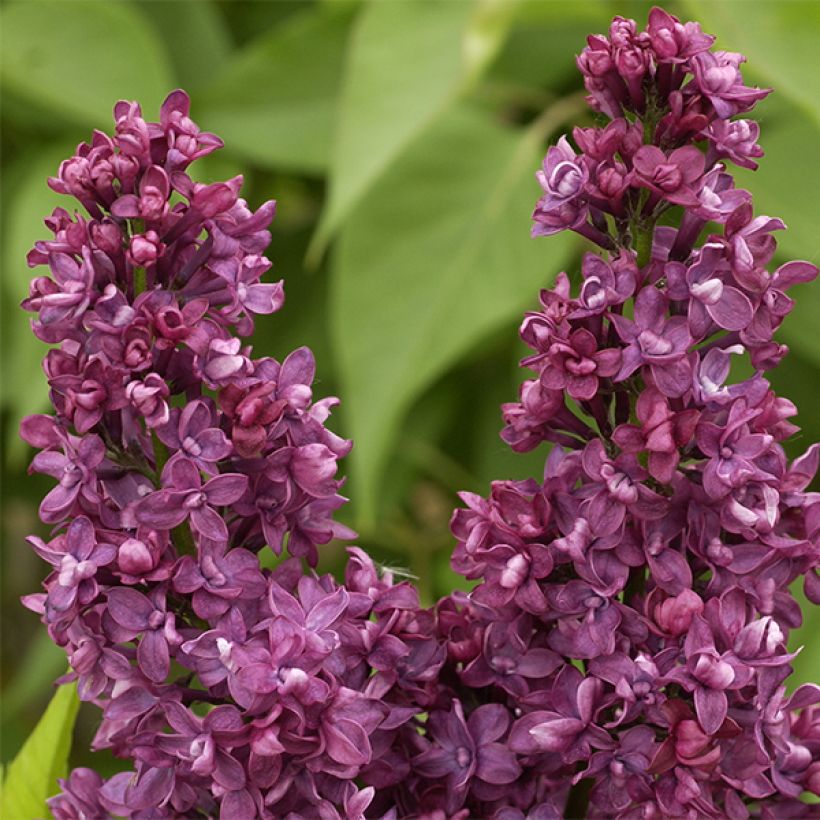 Lilas - Syringa vulgaris Charles Joly (Floraison)