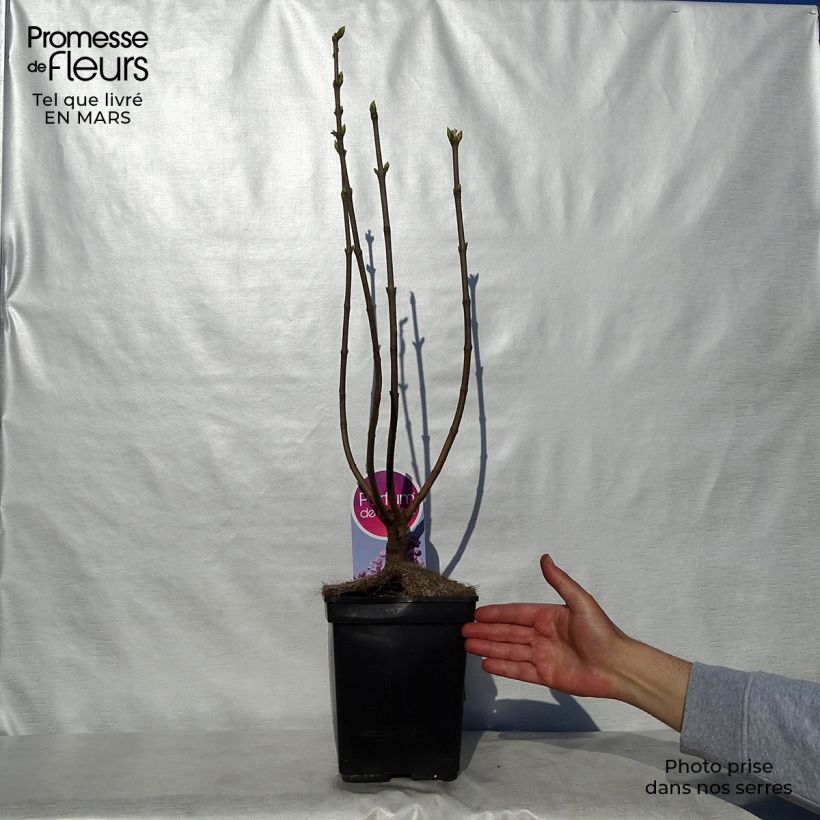 Spécimen de Lilas Sensation - Syringa vulgaris Pot de 3L/4L tel que livré au printemps