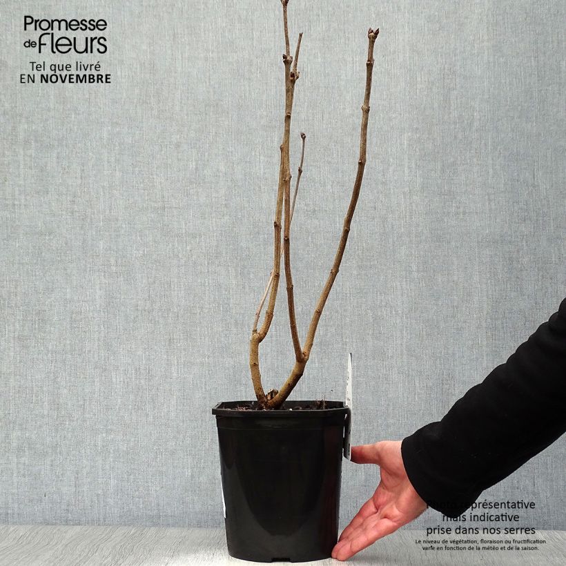 Spécimen de Lilas Sensation - Syringa vulgaris tel que livré en automne