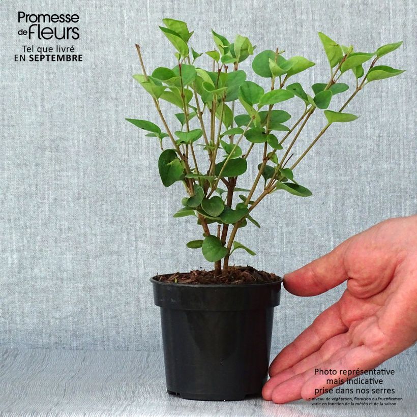 Spécimen de Lilas - Syringa Tinkerbelle Pot de 10 cm/11cm tel que livré en automne