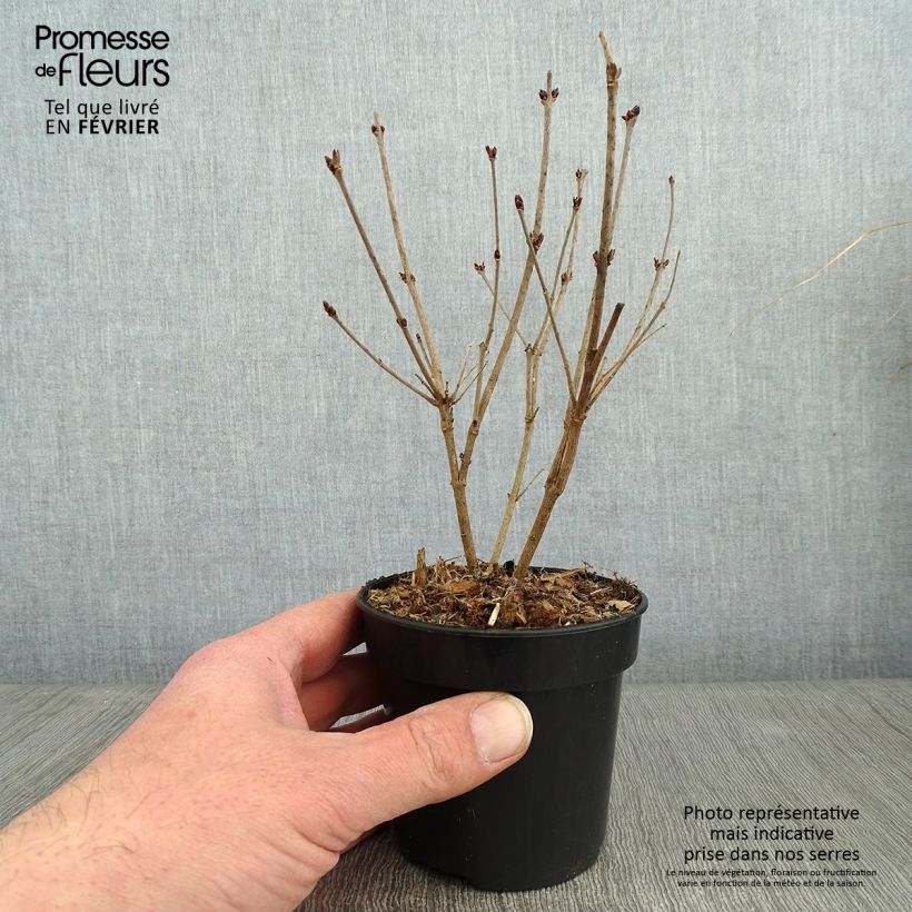 Spécimen de Lilas - Syringa Tinkerbelle Pot de 10 cm/11cmHauteur livrée env. 15/20cm tel que livré en hiver