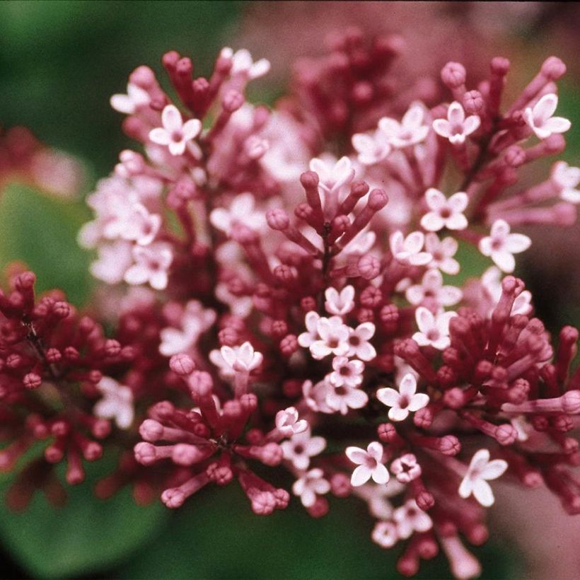 Lilas - Syringa Tinkerbelle (Floraison)