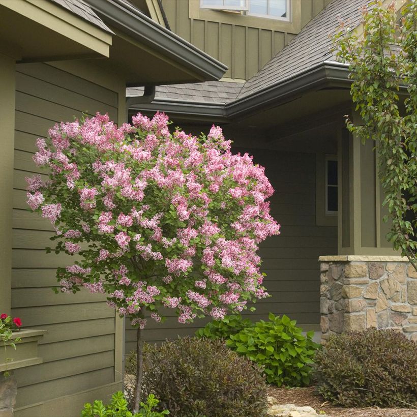 Lilas - Syringa Tinkerbelle (Port)