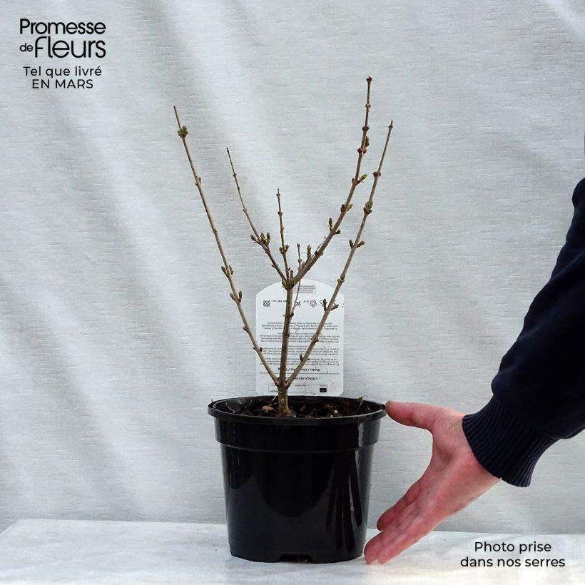 Spécimen de Lilas - Syringa meyeri Palibin Pot de 2L/3L tel que livré au printemps