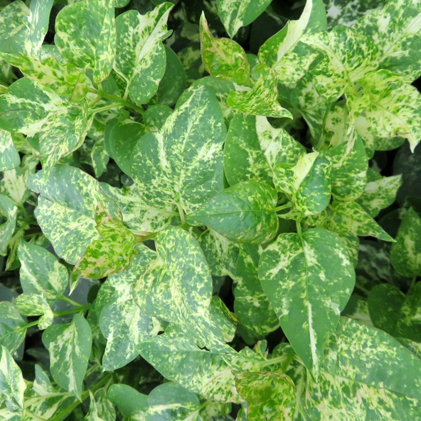 Lilas - Syringa vulgaris Aucubaefolia (Feuillage)