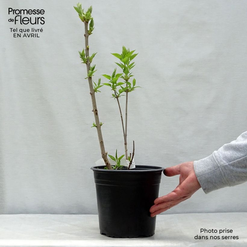 Spécimen de Lilas - Syringa vulgaris Belle de Moscou 30/40cm en pot de 4/5L tel que livré au printemps