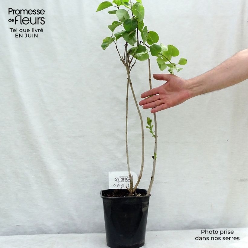 Spécimen de Lilas - Syringa vulgaris Belle de Nancy Pot de 4L/5L, 3/4 branches tel que livré en été