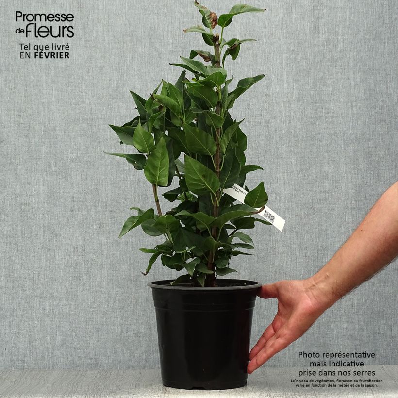 Spécimen de Lilas - Syringa vulgaris Charles Joly Pot de 2L/3L tel que livré en automne