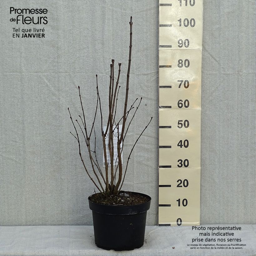 Spécimen de Lilas - Syringa vulgaris Charles Joly Pot de 7,5L/10L tel que livré en hiver