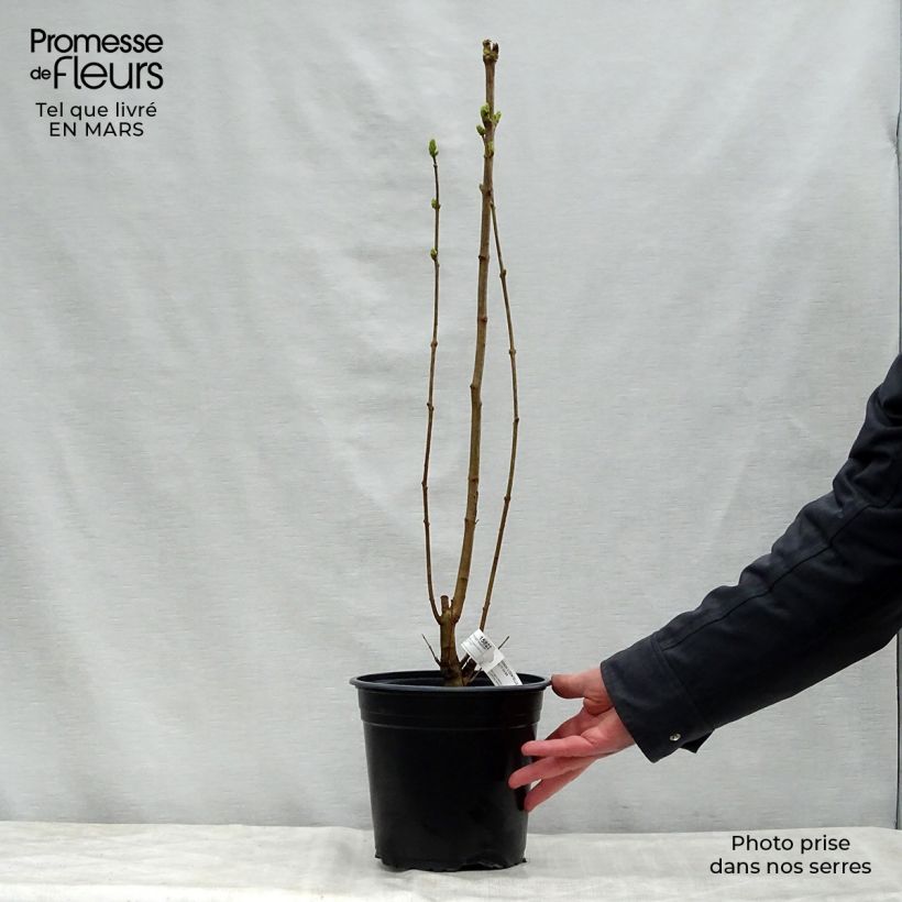 Spécimen de Lilas - Syringa vulgaris Dentelle d'Anjou Pot de 4L/5L tel que livré au printemps