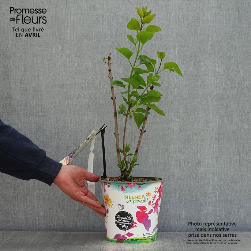 Spécimen de Lilas - Syringa vulgaris Katherine Havemeyer 3/4L tel que livré au printemps