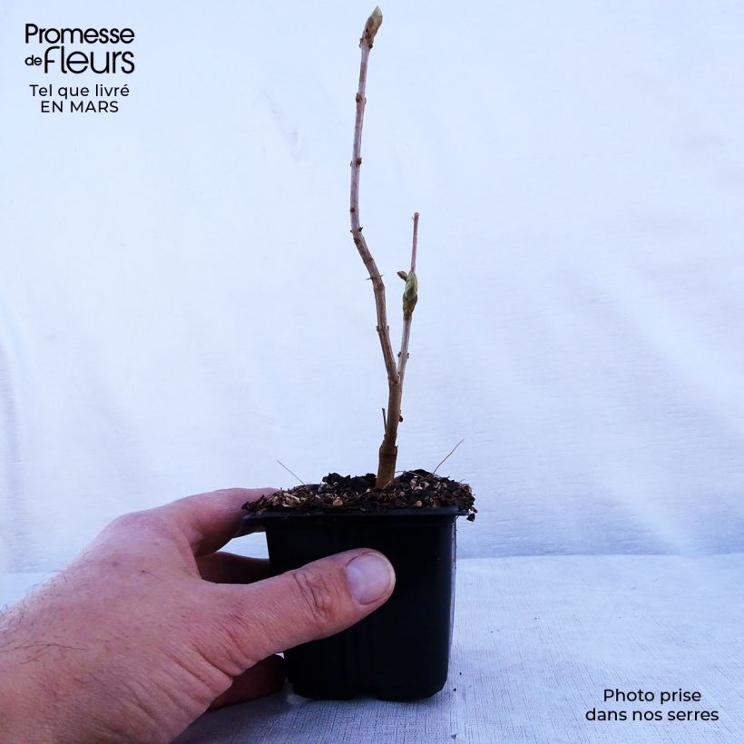Spécimen de Lilas - Syringa vulgaris Katherine Havemeyer en godet de 9cm tel que livré au printemps