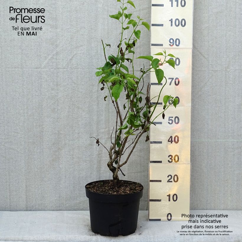 Spécimen de Lilas - Syringa vulgaris Madame Lemoine en pot de 7,5L/10L tel que livré au printemps