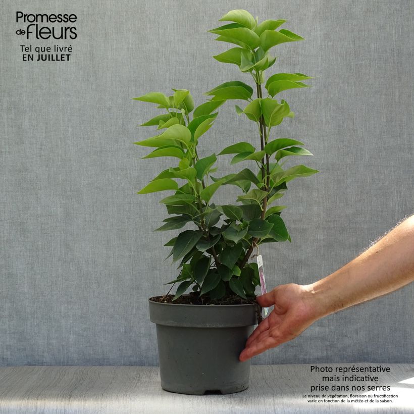 Spécimen de Lilas - Syringa vulgaris Michel Buchner Pot de 4L/5L tel que livré en été