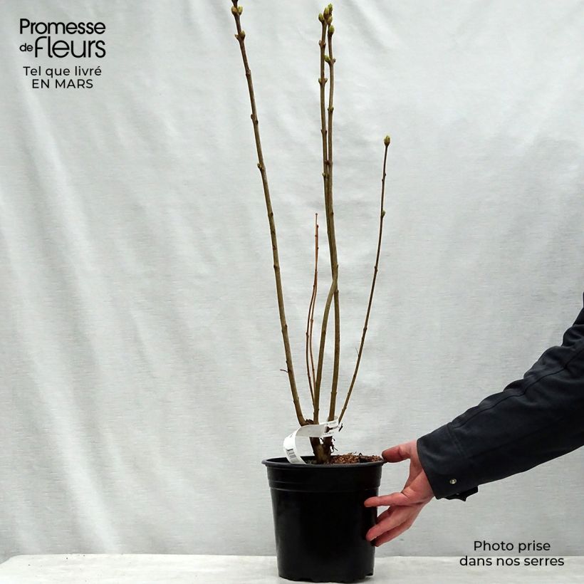 Spécimen de Lilas - Syringa vulgaris Président Grevy Pot de 2L/3L tel que livré au printemps