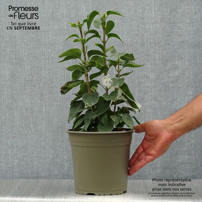 Spécimen de Lilas - Syringa vulgaris Primrose tel que livré en automne