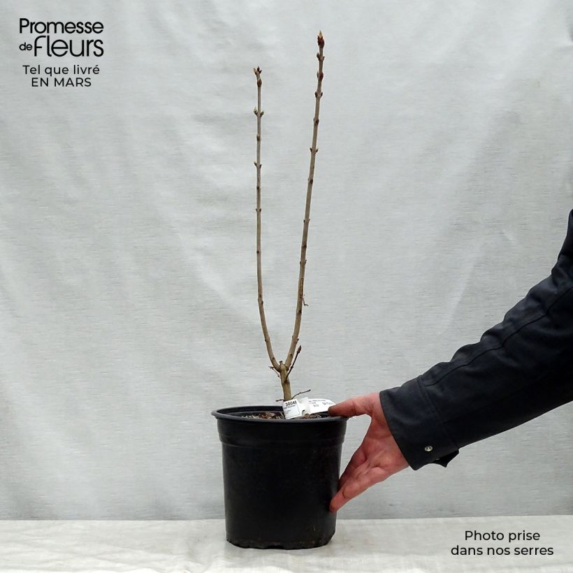 Spécimen de Lilas - Syringa vulgaris Prince Wolkonsky Pot de 3L/4L tel que livré au printemps